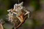 Dogtongue buckwheat